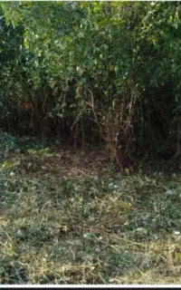 علف زنی با دستگاه