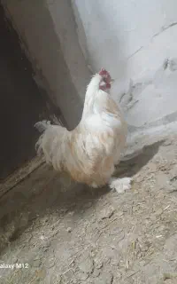 خروس مینی