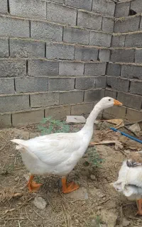 غاز سه ماده یک نر