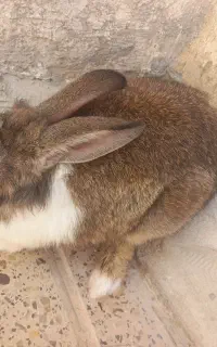 خرگوش جوان همراه با قفس