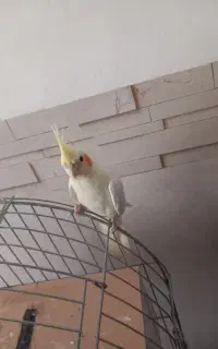 عروس هلندی نر