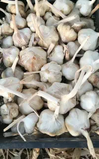 سیر