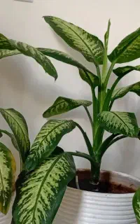 گل و گیاه