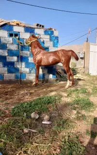 فروش ۲ راس کره همه چیز تمام