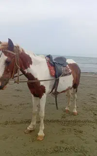 مادیان ابلغ شکم دار ۷ماهه