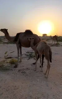 شتر شیری جزیرتی
