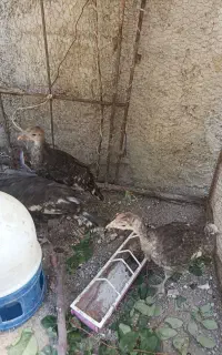 جوجه بوقلمون 3ماهه