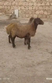 دوتا میش