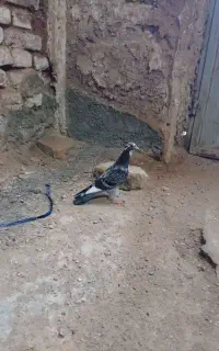 کبوتر