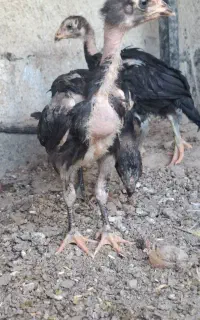 واگذاری جوجه لاری