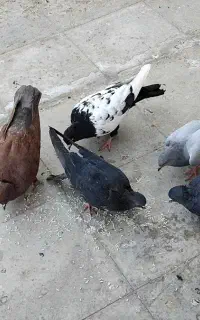 کفتر