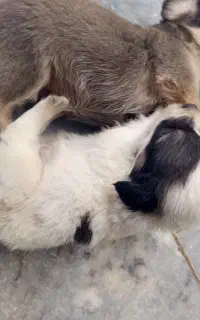 توله سگهای نژاد پا کوتاه
