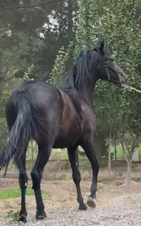 اسب و مادیان