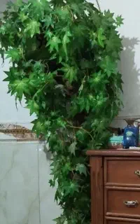 درختچه مجسمه