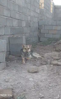 سگ گرگی