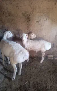 بره چینی