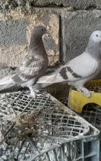 کبوتر زاغ وترک