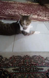 گربه