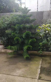 کاج مطبق هلندی