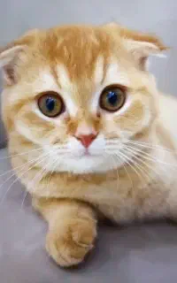 بچه گربه اسکاتیش ۹ماهه/واکسن تکمیل شده