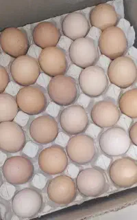 تخم مرغ محلی بار روز