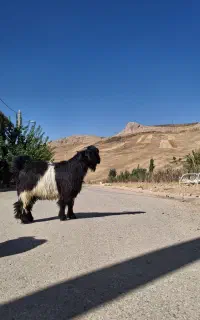 بیگ روزگاری