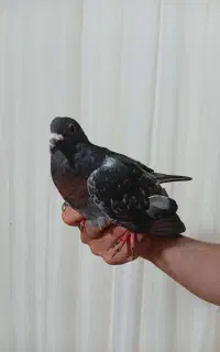 پلاکی