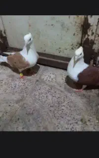 کبوتر شونه سرخ شونه زرد