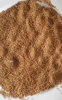 فروش بذر یونجه