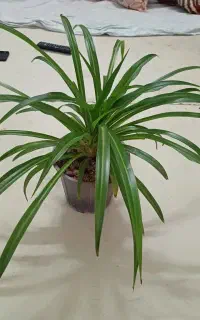 گیاهان