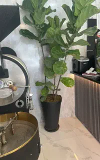 استخدام باریستا