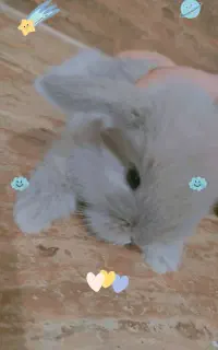 بچه خرگوش لپ
