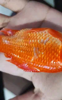 واگذاری ماهی