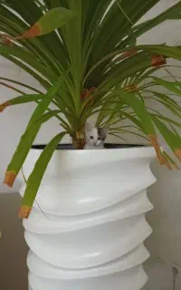 گلدون بسیار زیبا شیک