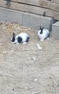 بچه خرگوش