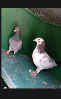 مجسمه کبوتر دوته ۱۵۰