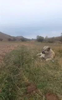 سگ گمشده
