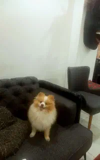 پامرانین اورجینال نر