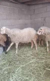 بره ماده توقولی گوشتی پا پروار