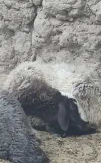 دوتا بره ماده شال درجه یک