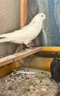 کفتر