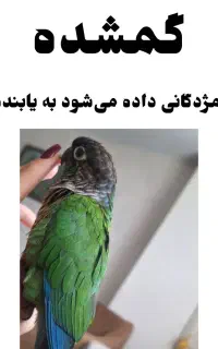 گمشده اسمش چیکو