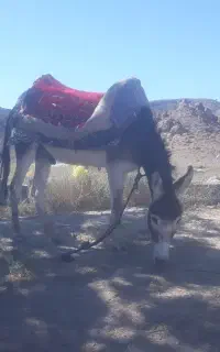 خر نر جوان