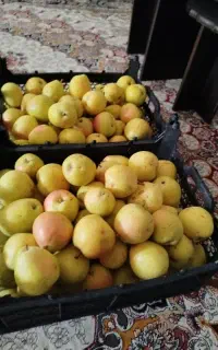 گلابی حراج کیلویی ۲۰۰ هزار