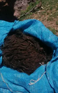 پشم گوسفند