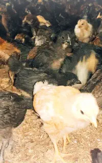 جوجه مرغ بومی اصل حراج واقعی سی روزه