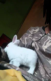 بچه خرگوش رودان مرکز شهر