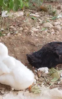یک جفت اردک....