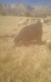 گیسک
