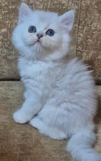 بچه گربه بریتیش